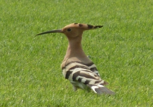 P1190974 Eurasian Hoopoe